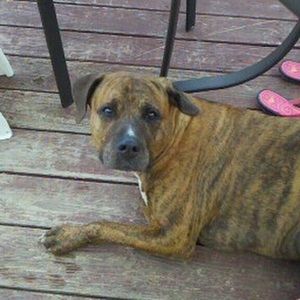 Meet your Posher, Joe